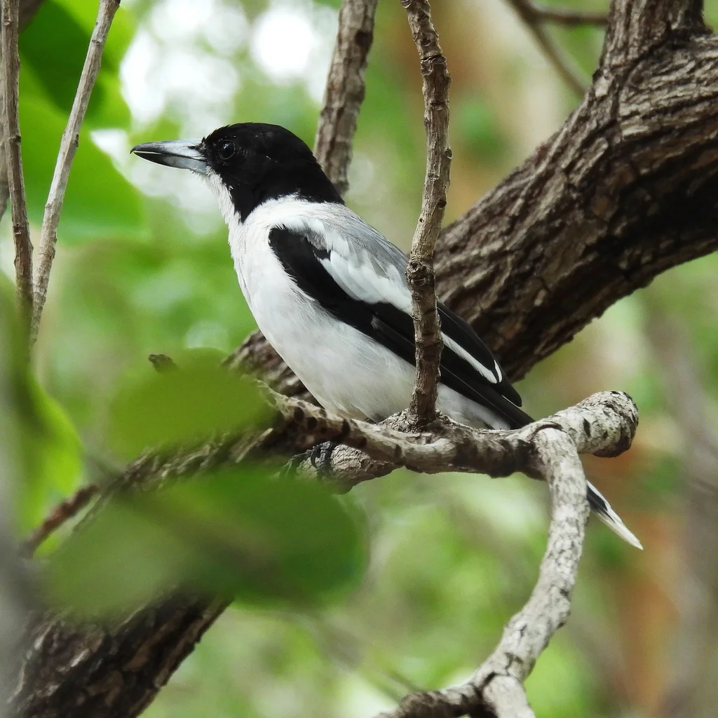 银背钟鹊（Cracticus argenteus）