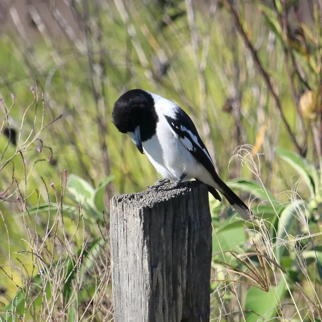 黑喉钟鹊(Cracticus nigrogularis)