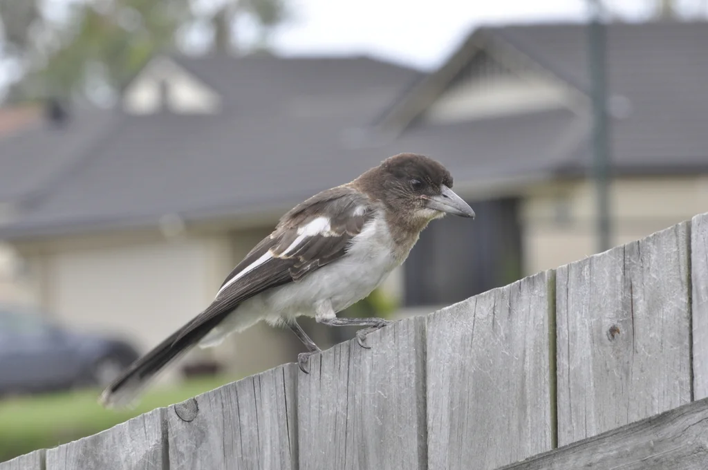 黑喉钟鹊(Cracticus nigrogularis)
