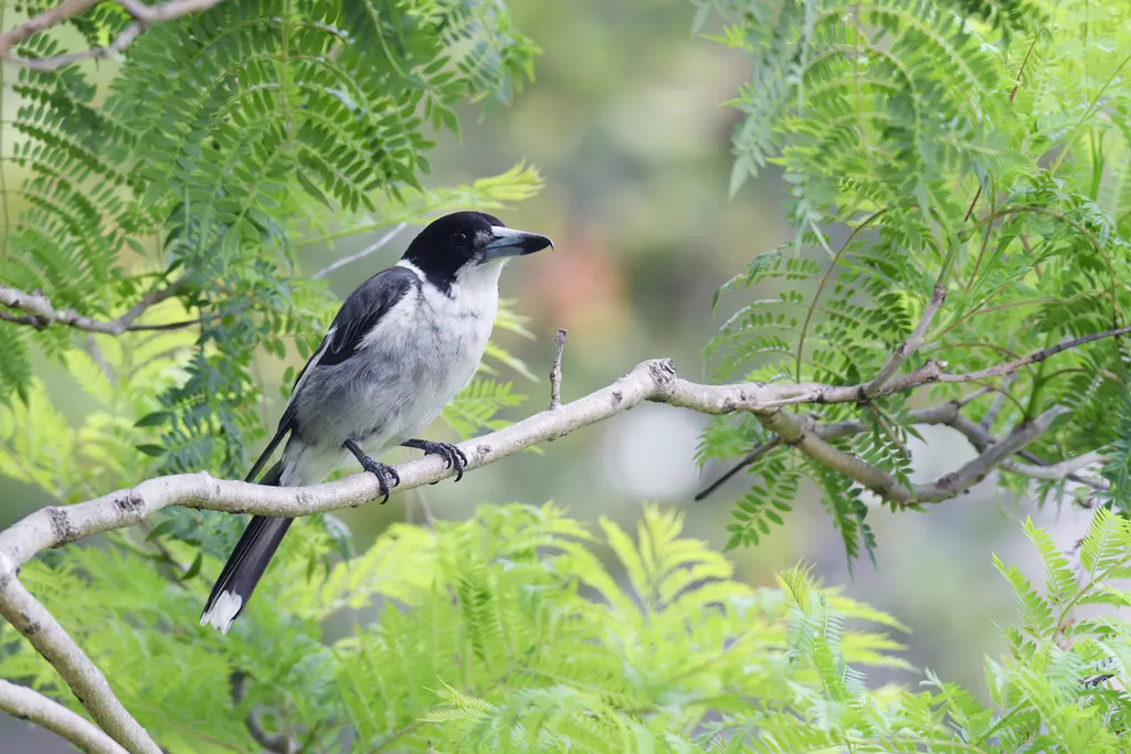 灰钟鹊(Cracticus torquatus)