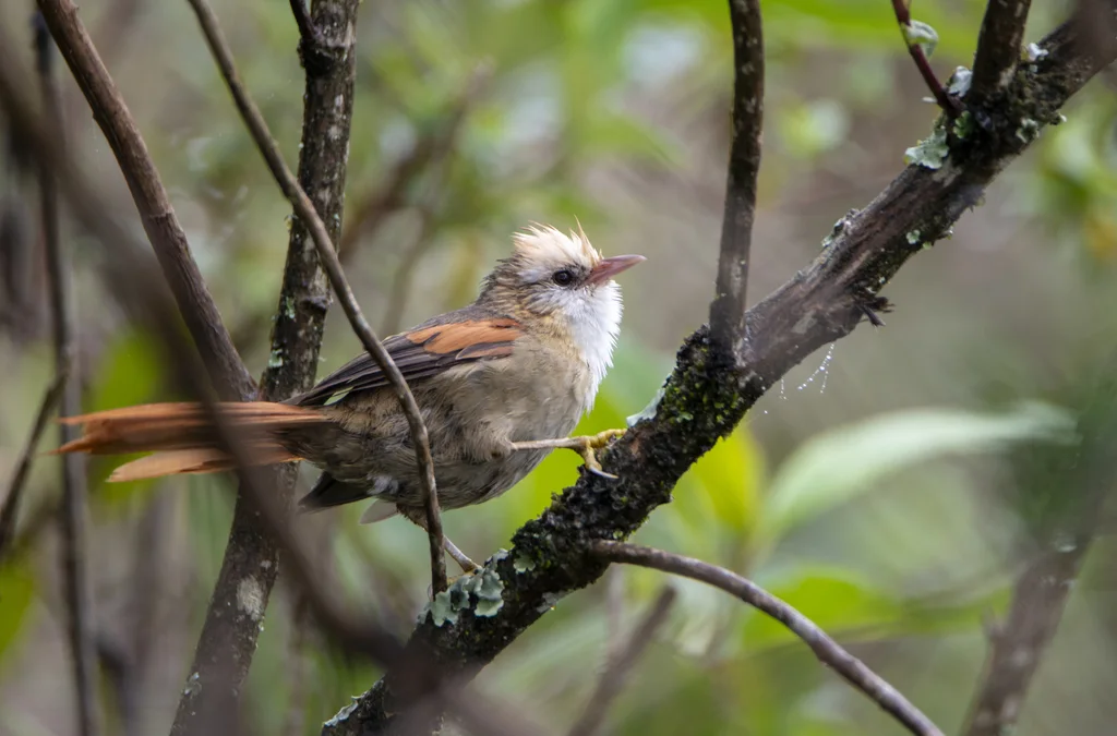 白冠针尾雀(Cranioleuca albicapilla)