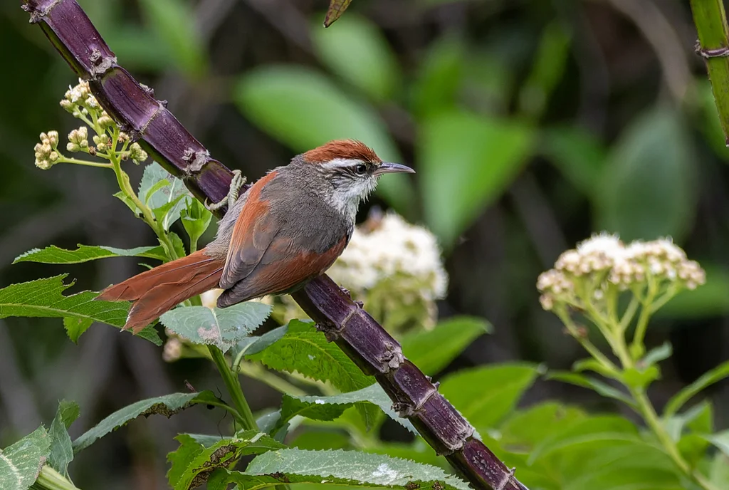 纹颊针尾雀(Cranioleuca antisiensis)