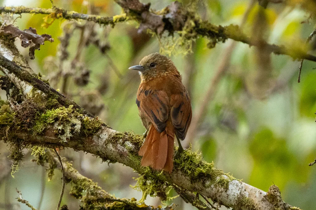 锈背软尾雀(Cranioleuca berlepschi)