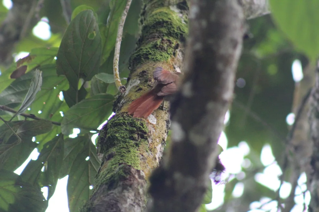 灰眉针尾雀（Cranioleuca curtata）