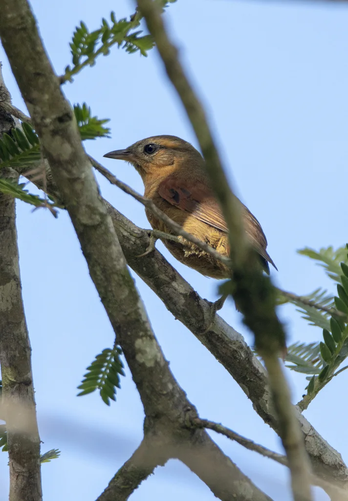 灰眉针尾雀（Cranioleuca curtata）