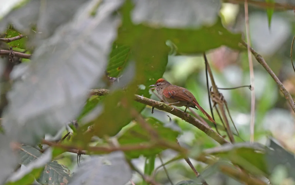 灰眉针尾雀（Cranioleuca curtata）