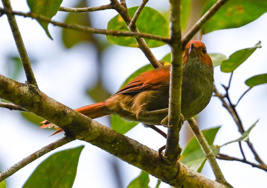 红脸针尾雀(Cranioleuca erythrops)