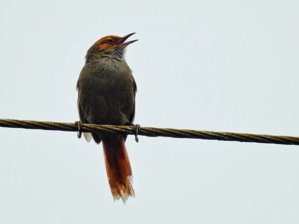 红脸针尾雀(Cranioleuca erythrops)