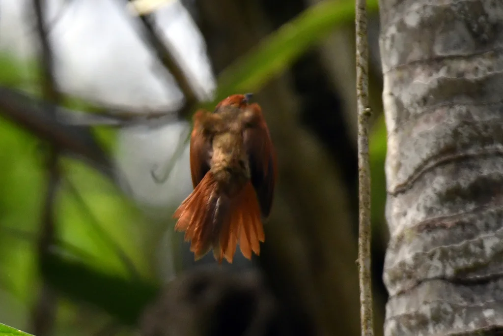 红脸针尾雀(Cranioleuca erythrops)