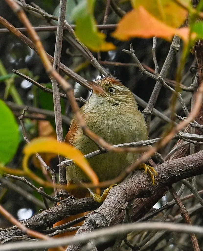 纹冠针尾雀(Cranioleuca hellmayri)