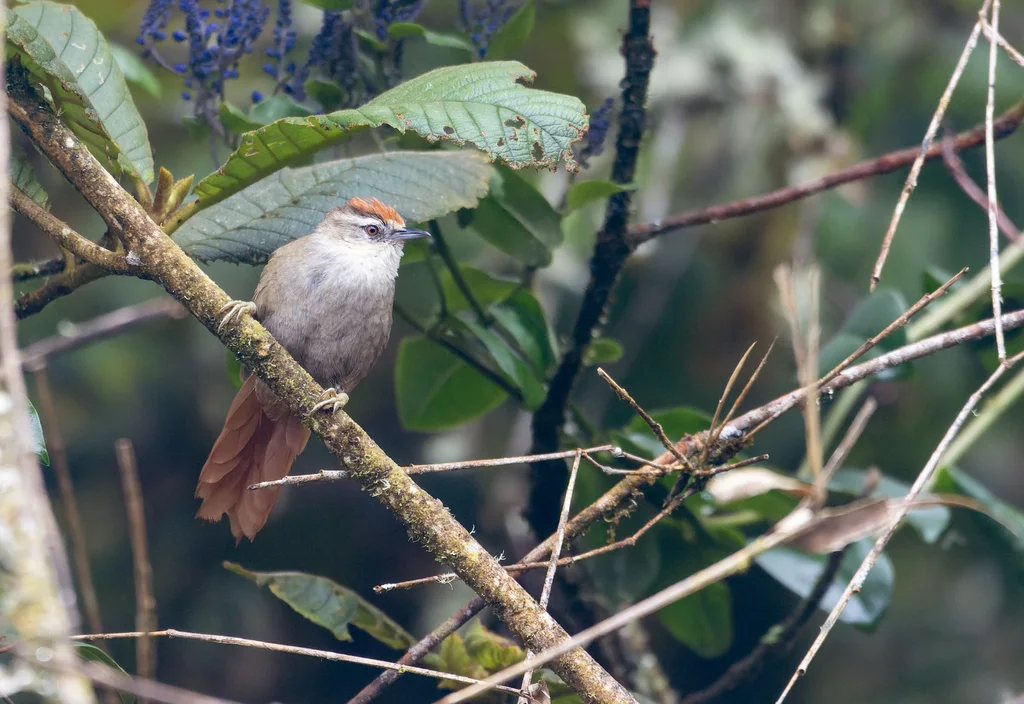 秘鲁针尾雀(Cranioleuca marcapatae)