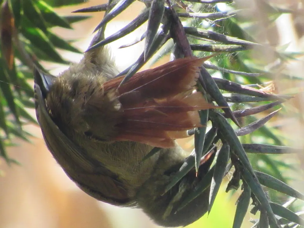 绿针尾雀(Cranioleuca obsoleta)