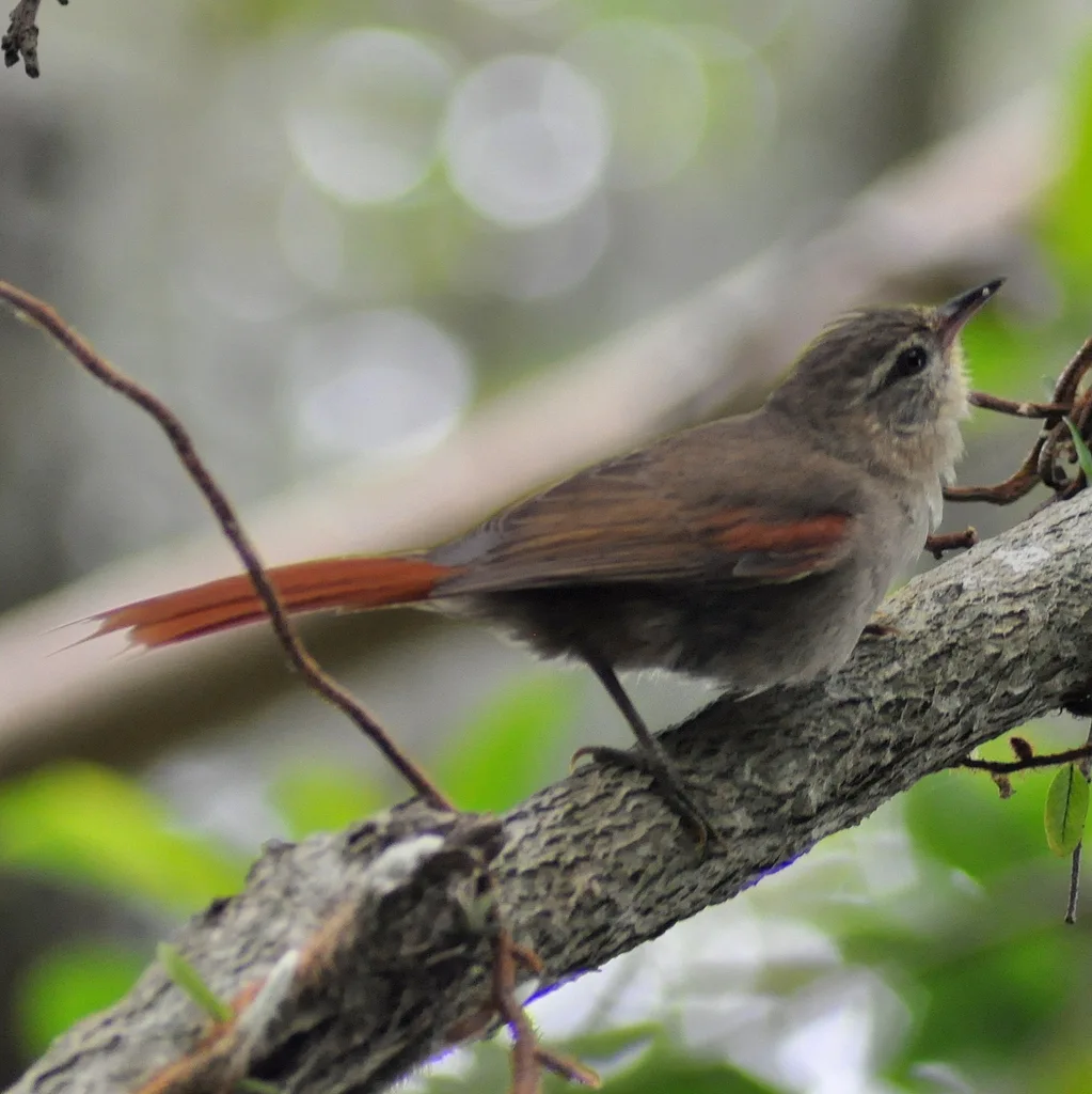 绿针尾雀(Cranioleuca obsoleta)