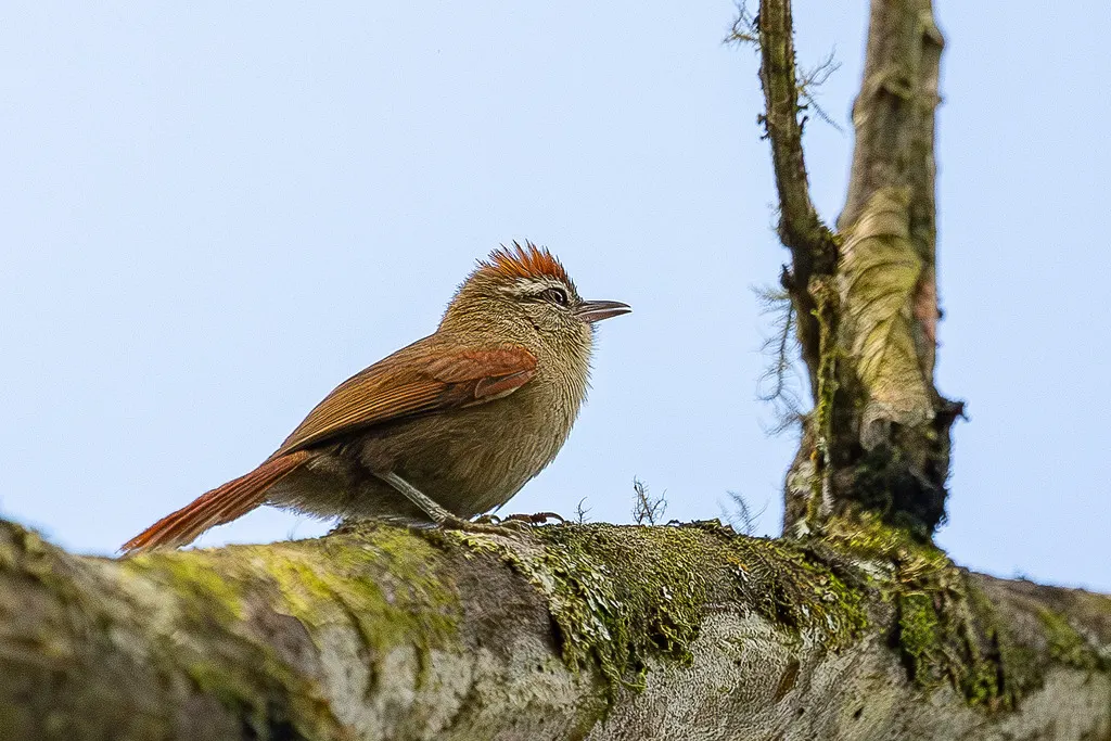淡色针尾雀（Cranioleuca pallida）