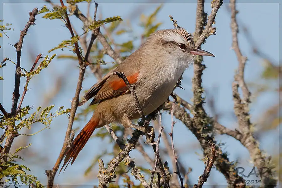 纹顶针尾雀(Cranioleuca pyrrhophia)