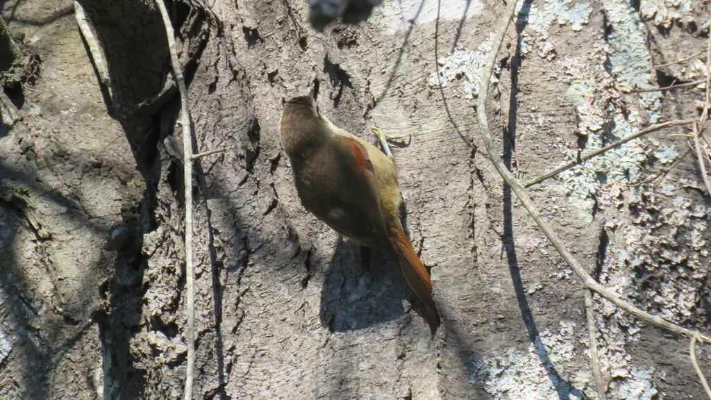 纹顶针尾雀(Cranioleuca pyrrhophia)