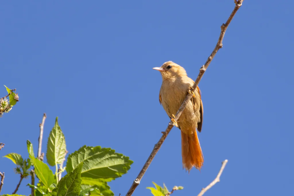 灰头针尾雀(Cranioleuca semicinerea)