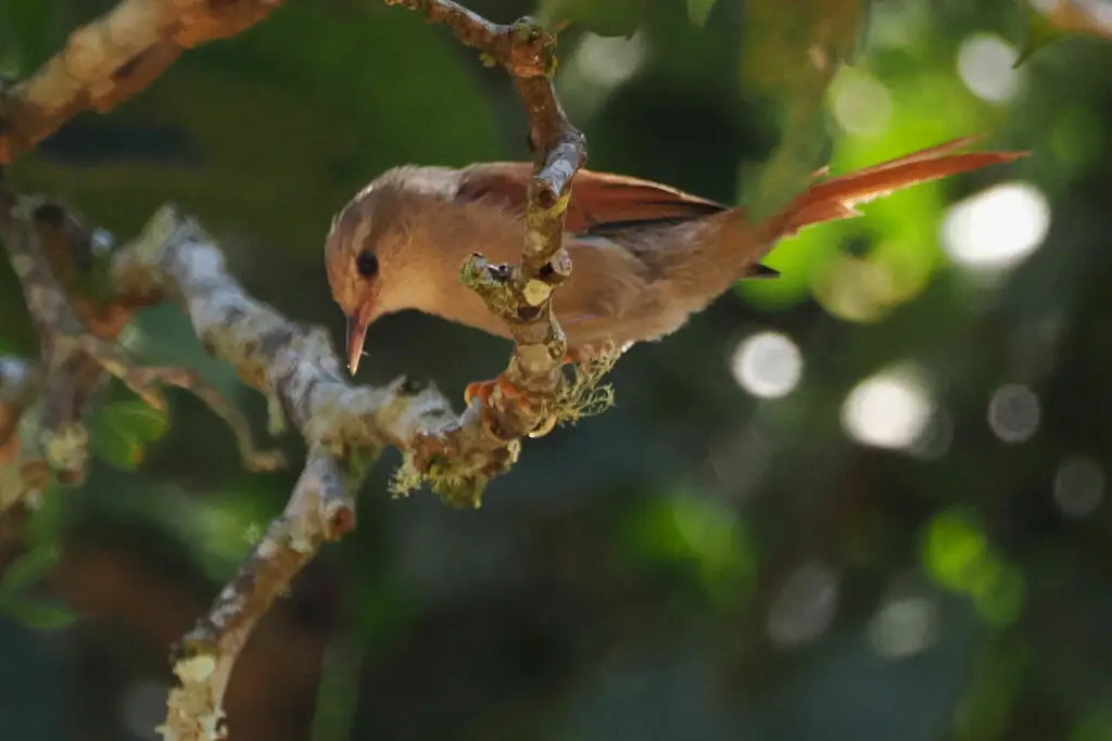 灰头针尾雀(Cranioleuca semicinerea)