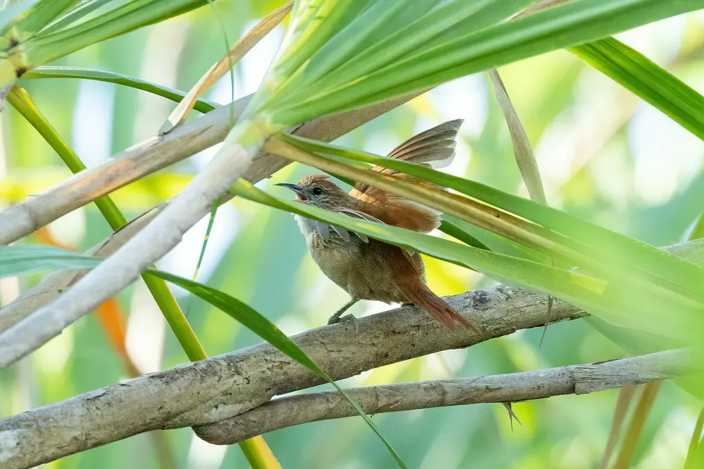 帕氏针尾雀(Cranioleuca vulpecula)