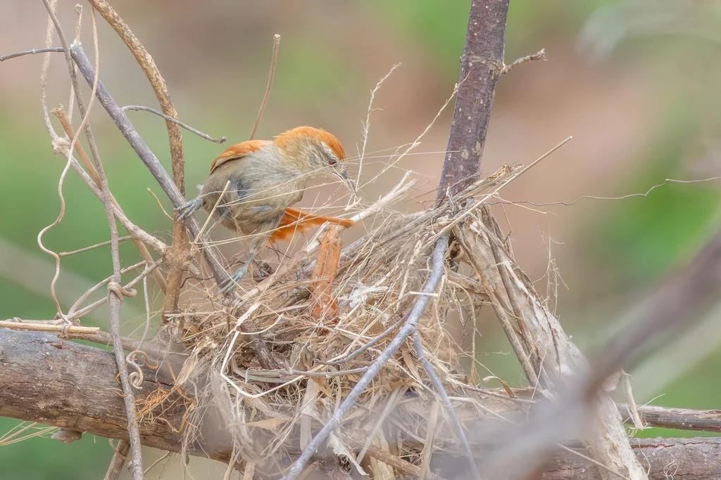 锈背针尾雀(Cranioleuca vulpina)