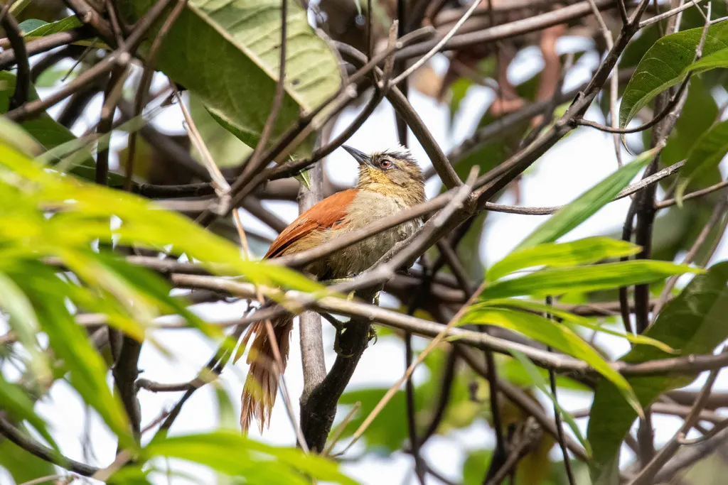 维山针尾雀(Cranioleuca weskei)