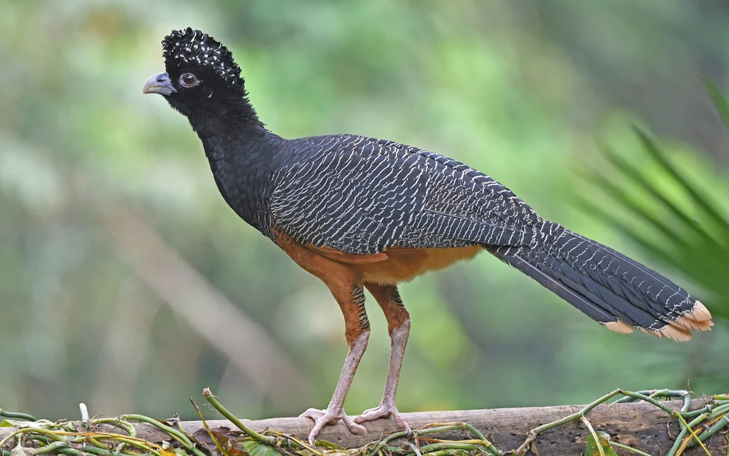 蓝嘴凤冠雉(Crax alberti)