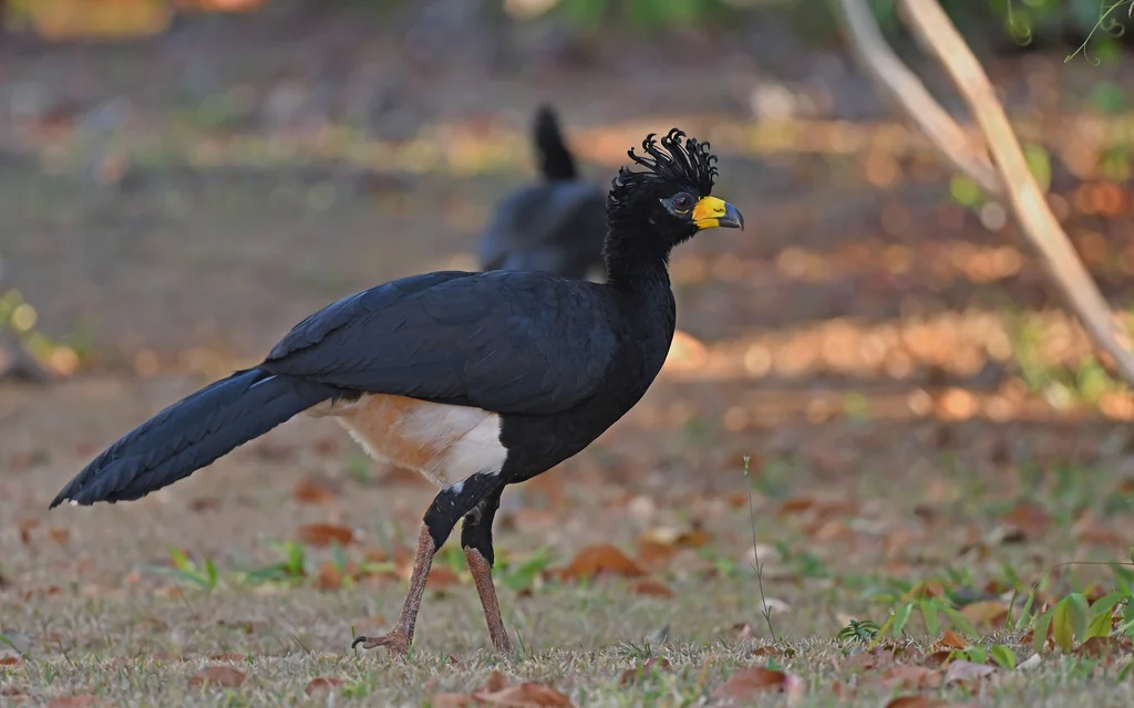 裸脸凤冠雉(Crax fasciolata)