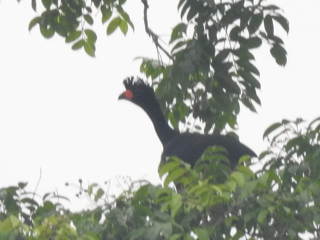 肉垂凤冠雉(Crax globulosa)