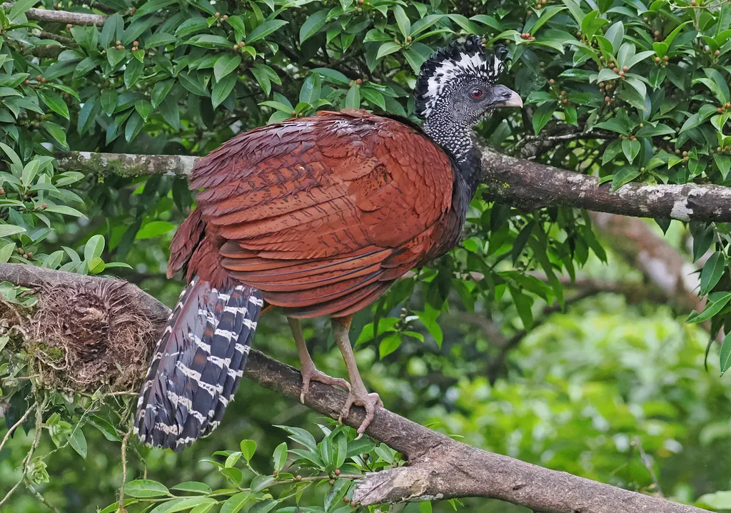 大凤冠雉(Crax rubra)