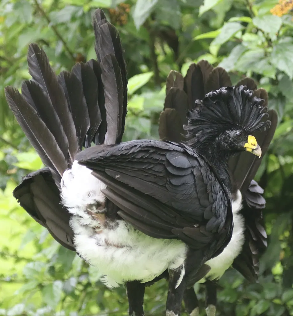 大凤冠雉(Crax rubra)