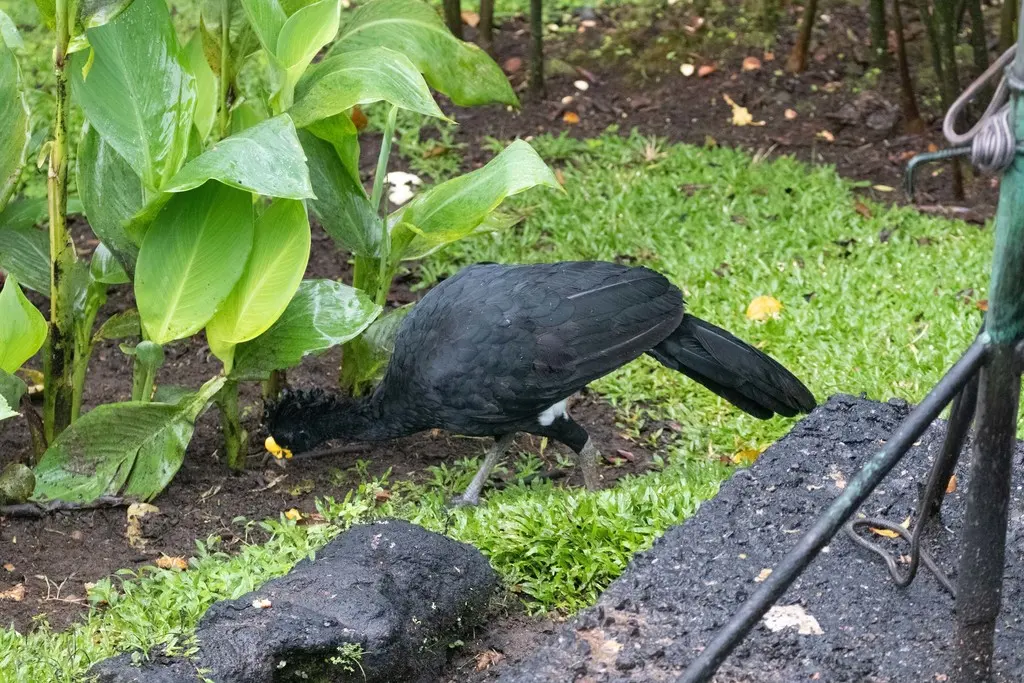 大凤冠雉(Crax rubra)