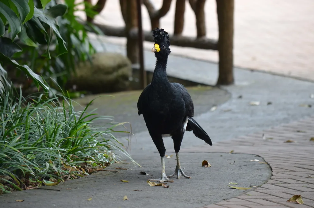 大凤冠雉(Crax rubra)