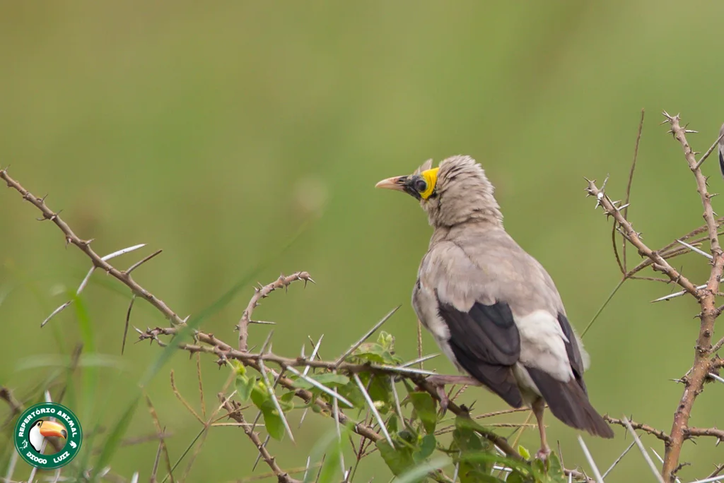 肉垂椋鸟(Creatophora cinerea)