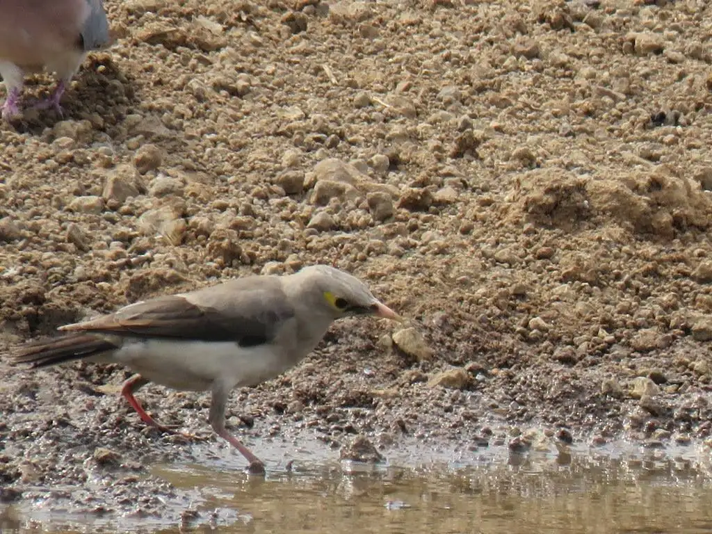 肉垂椋鸟(Creatophora cinerea)