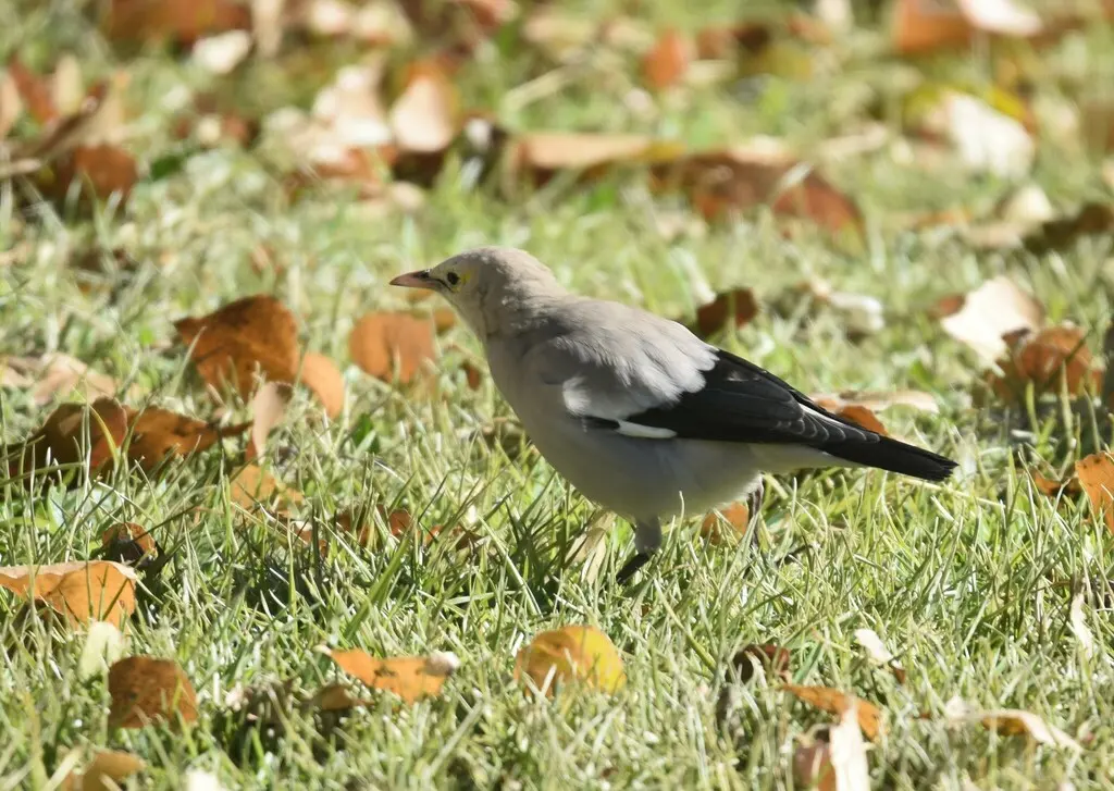 肉垂椋鸟(Creatophora cinerea)