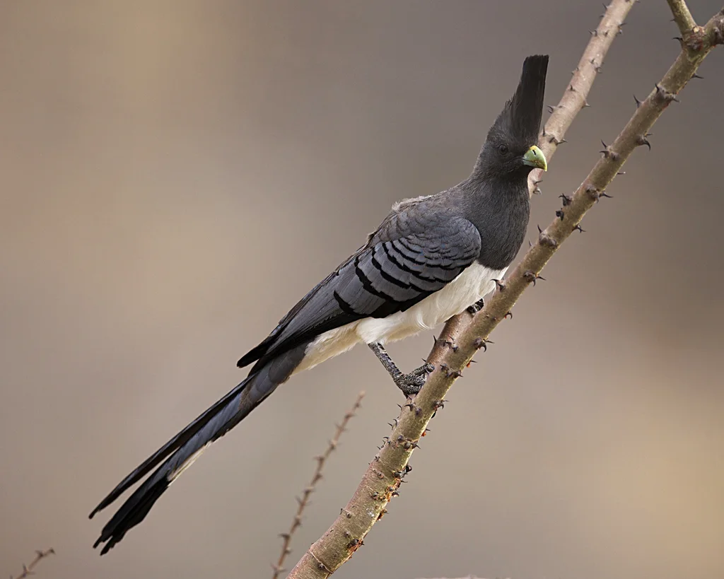 白腹灰蕉鹃(Crinifer leucogaster)