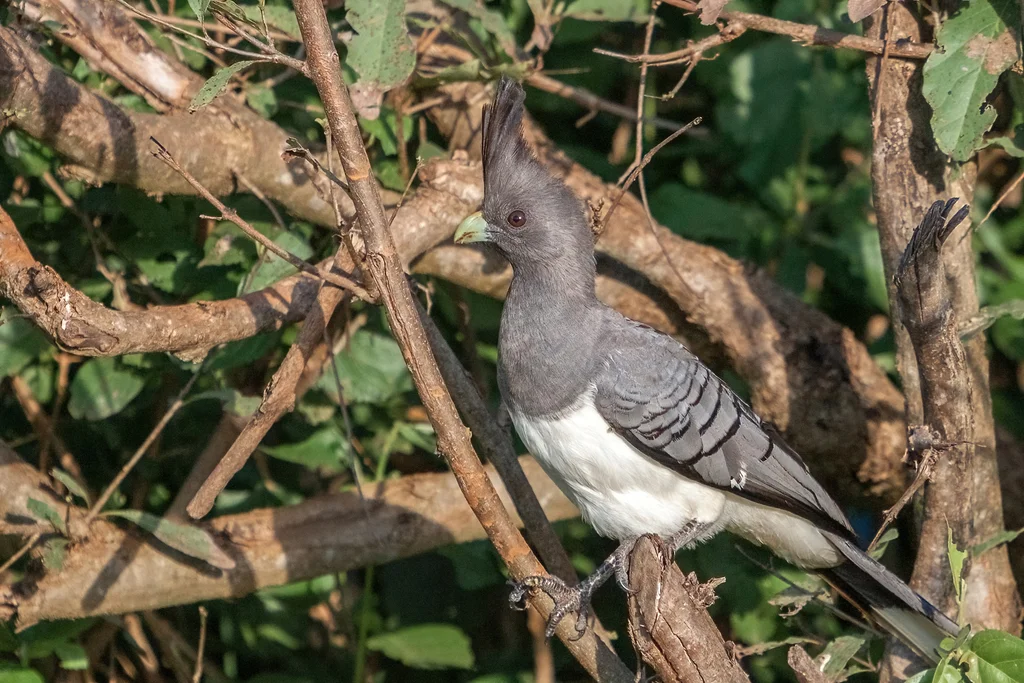 白腹灰蕉鹃(Crinifer leucogaster)