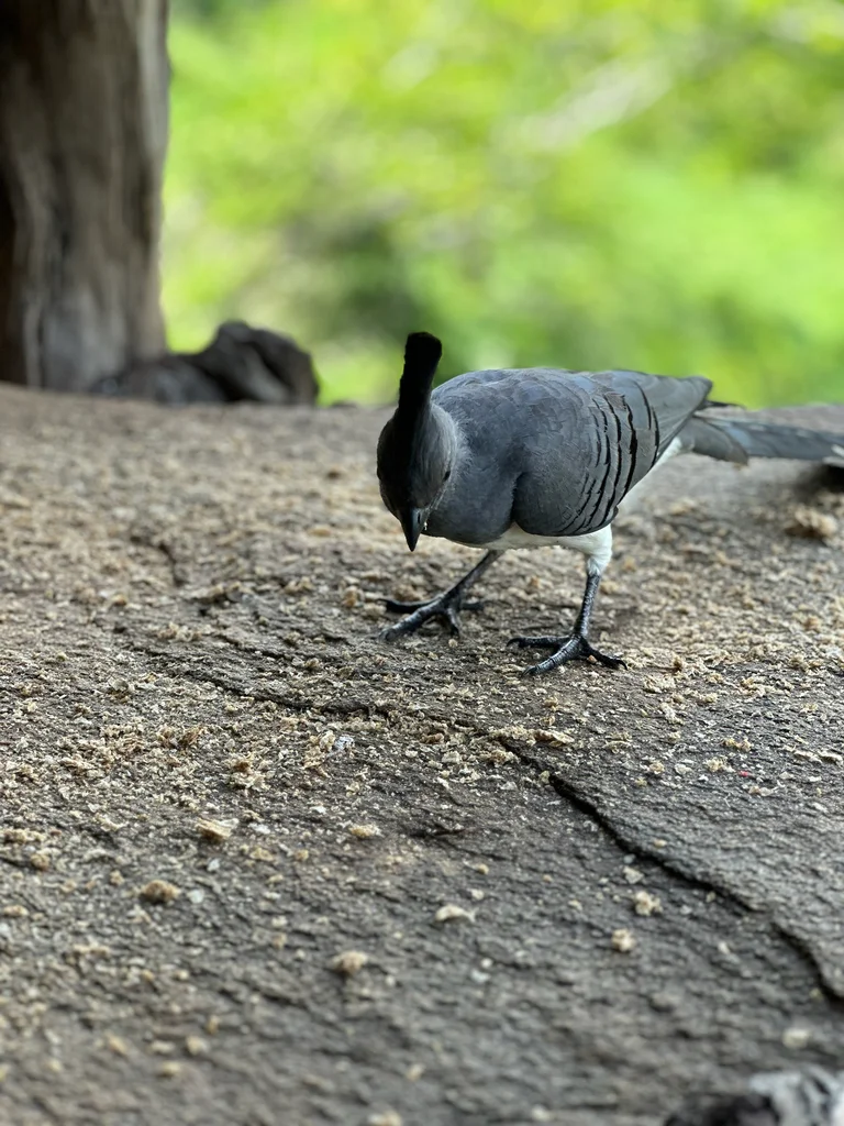 白腹灰蕉鹃(Crinifer leucogaster)