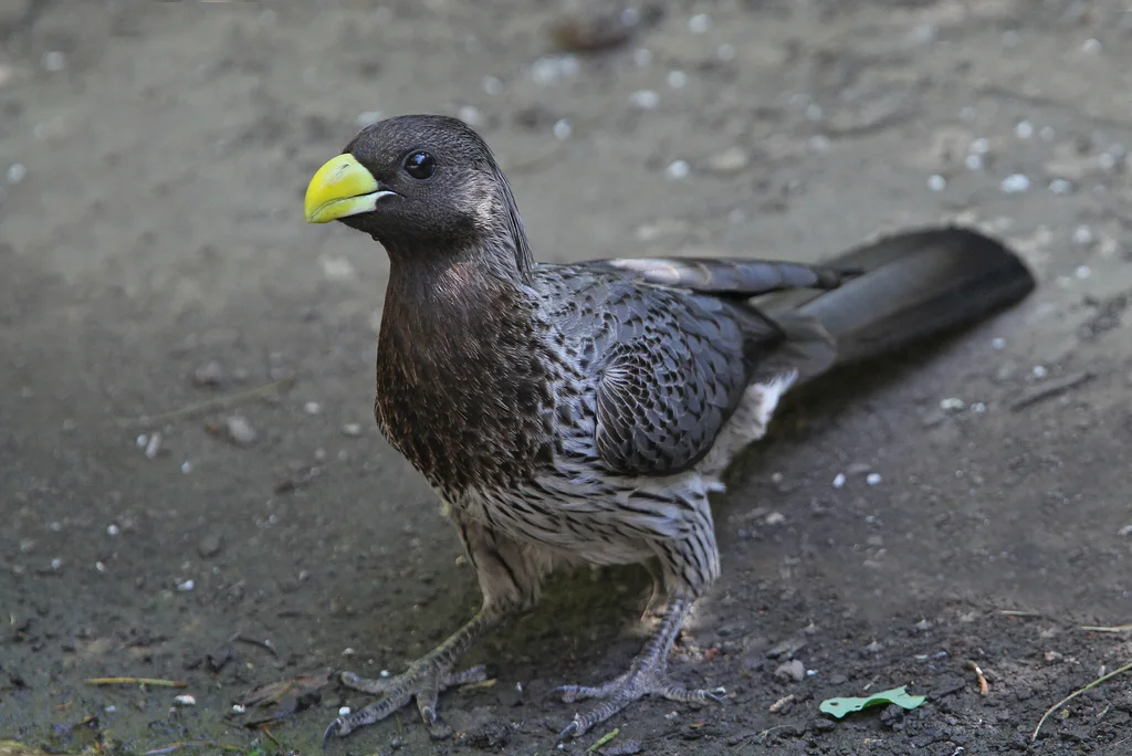 灰蕉鹃(Crinifer piscator)