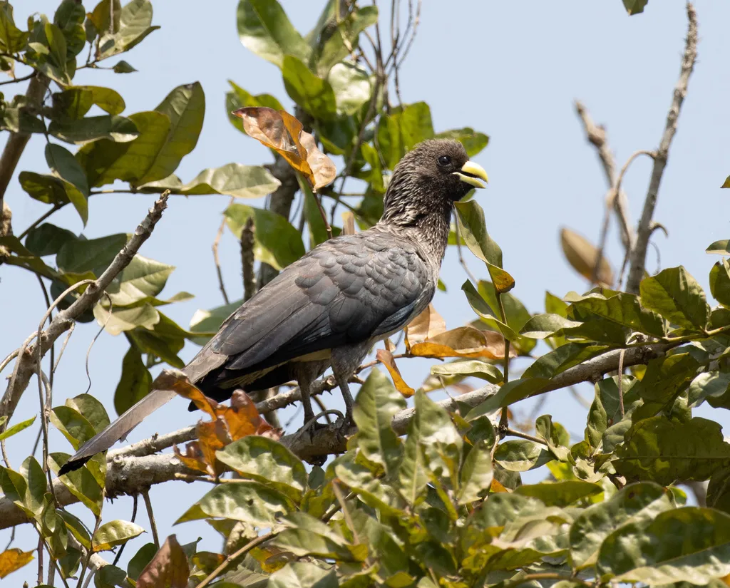 东非灰蕉鹃(Crinifer zonurus)