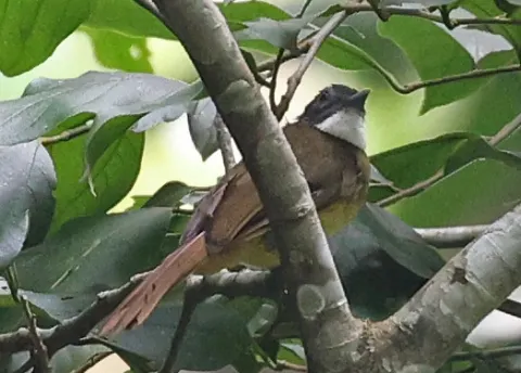 红尾须冠鹎
