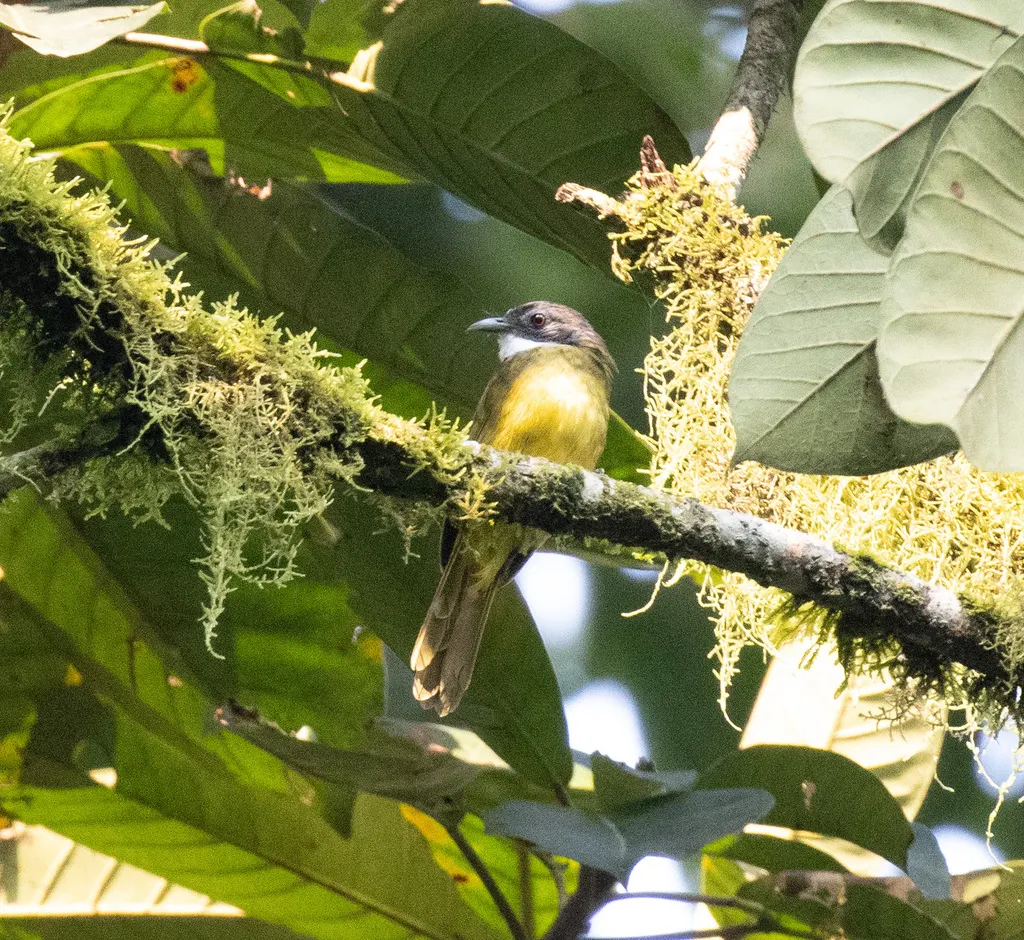 红尾须冠鹎(Criniger calurus)