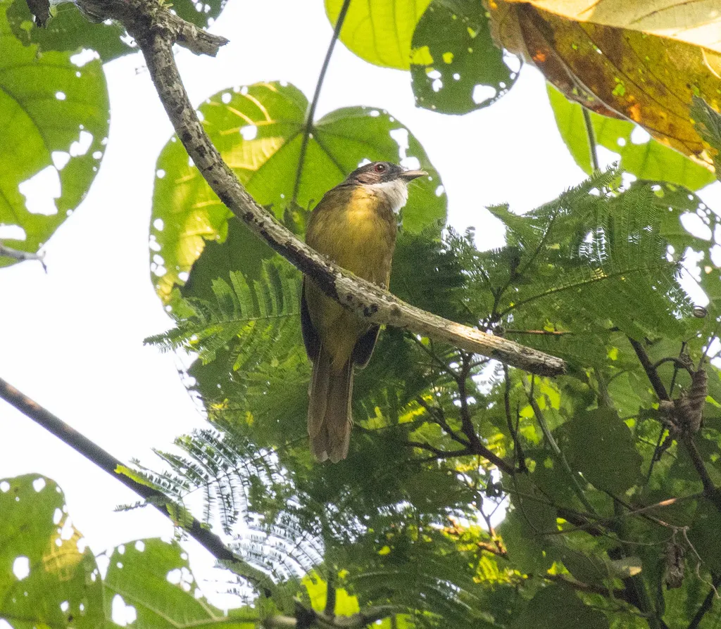 红尾须冠鹎(Criniger calurus)
