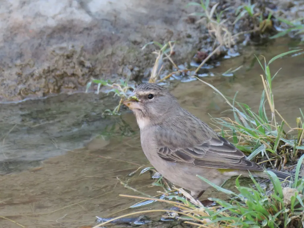 白喉丝雀(Crithagra albogularis)