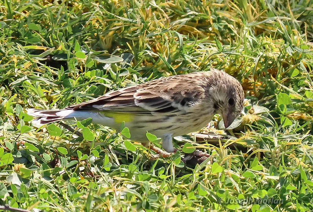 黑喉丝雀(Crithagra atrogularis)