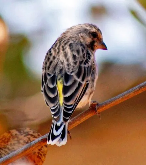 黑喉丝雀(Crithagra atrogularis)