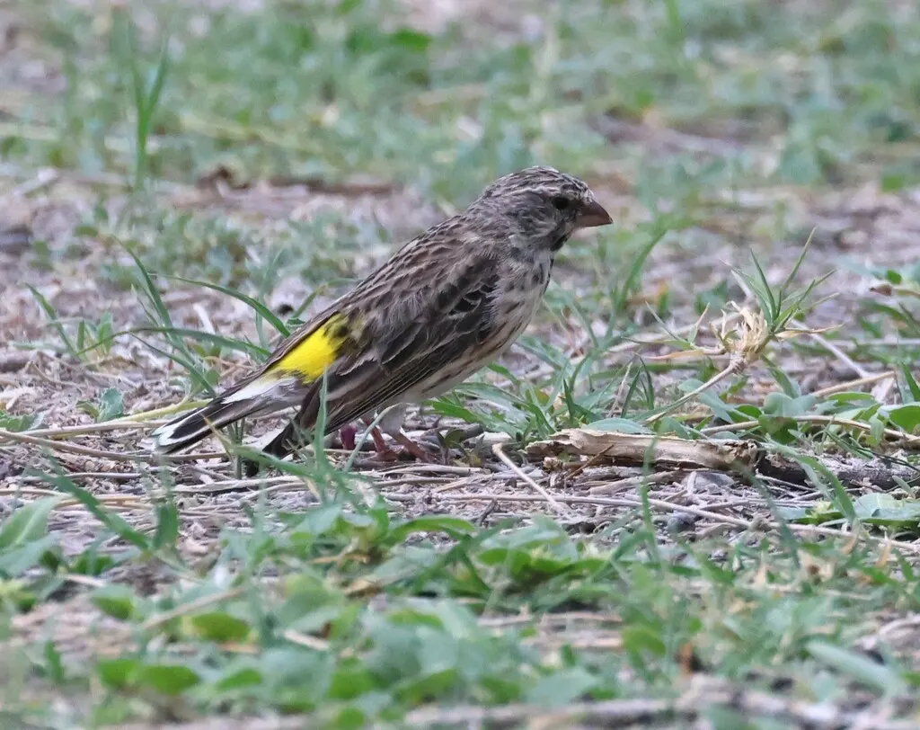 黑喉丝雀(Crithagra atrogularis)