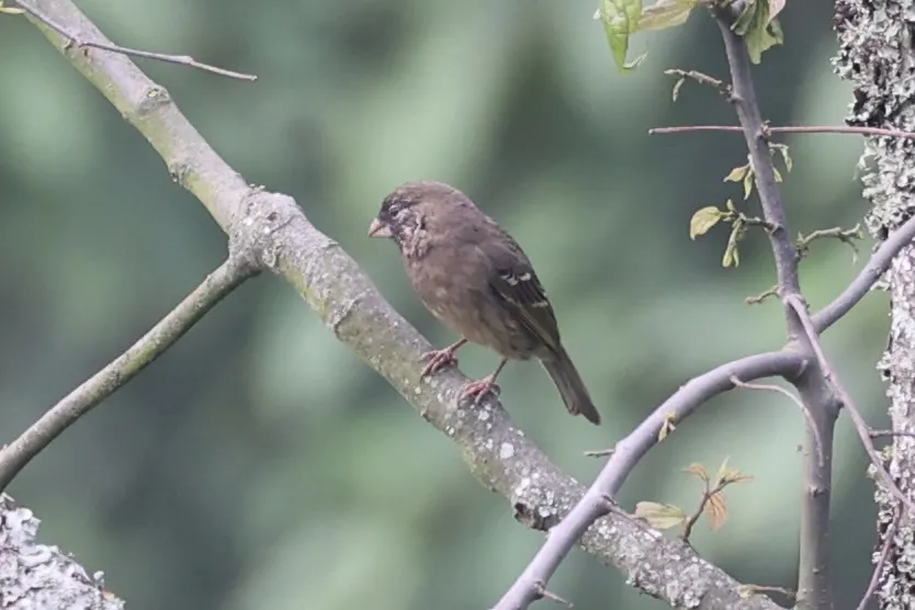 厚嘴丝雀(Crithagra burtoni)