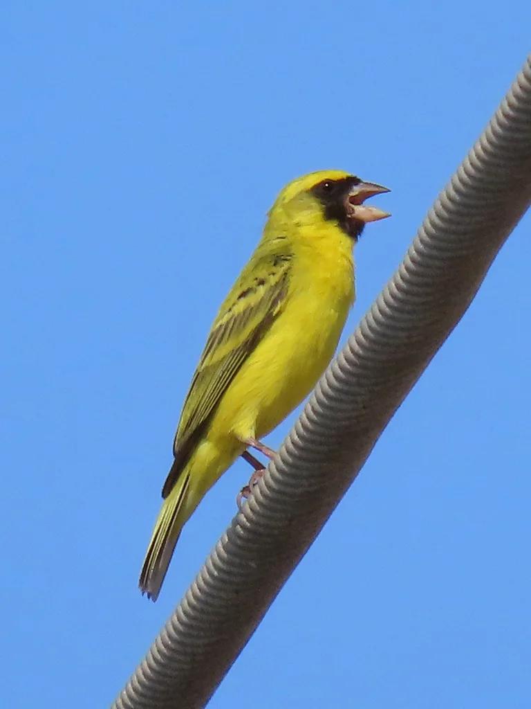 黑脸丝雀(Crithagra capistrata)