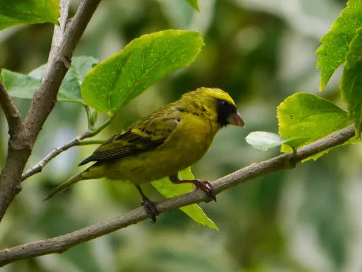 黑脸丝雀(Crithagra capistrata)